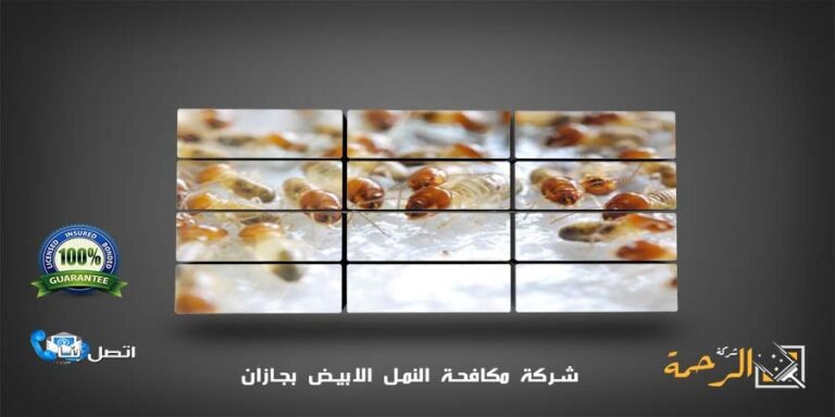 شركة مكافحة النمل الابيض بجازان