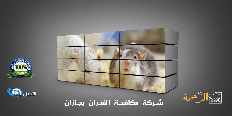 شركة مكافحة الفئران بجازان