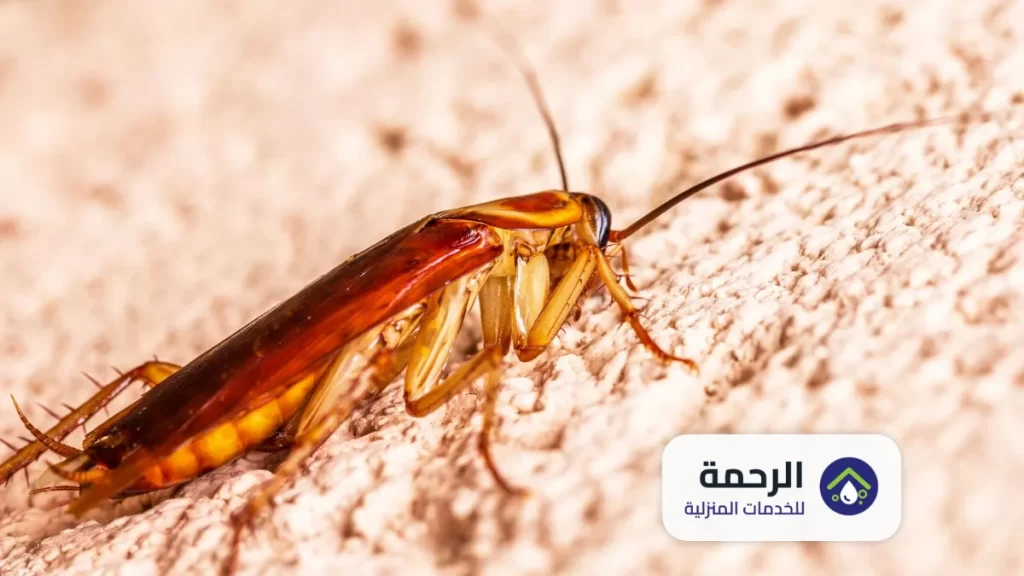 خدمات مكافحة الحشرات