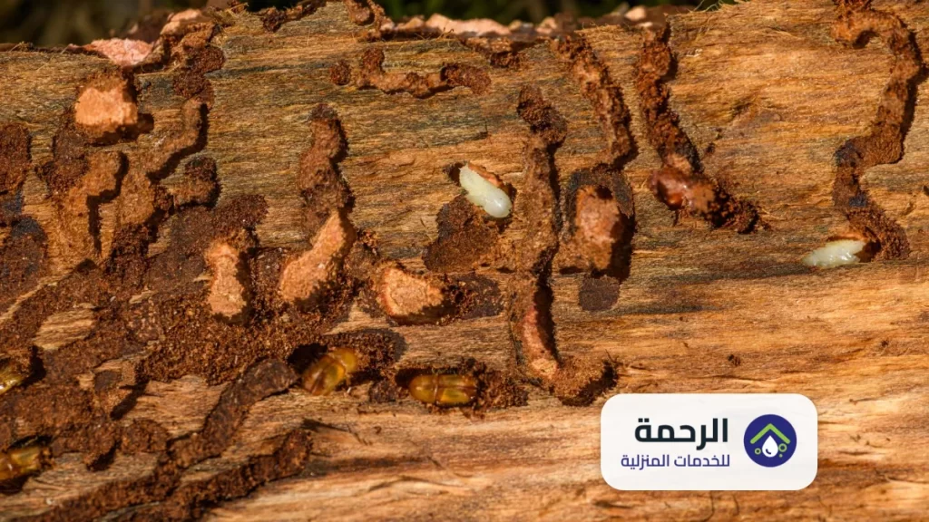 خدمات مكافحة الصراصير