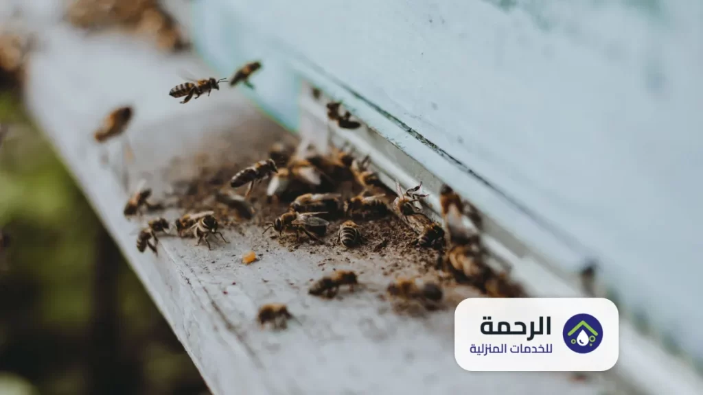خدمات مكافحة الفئران