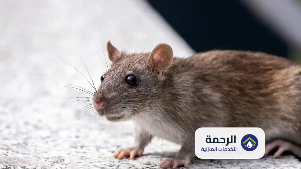 خدمات مكافحة النمل الابيض
