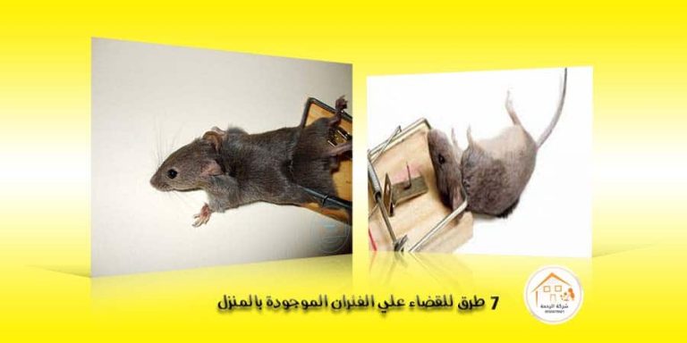 7 طرق للقضاء علي الفئران الموجودة بالمنزل 1